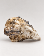 Pearlescent Oyster Shell