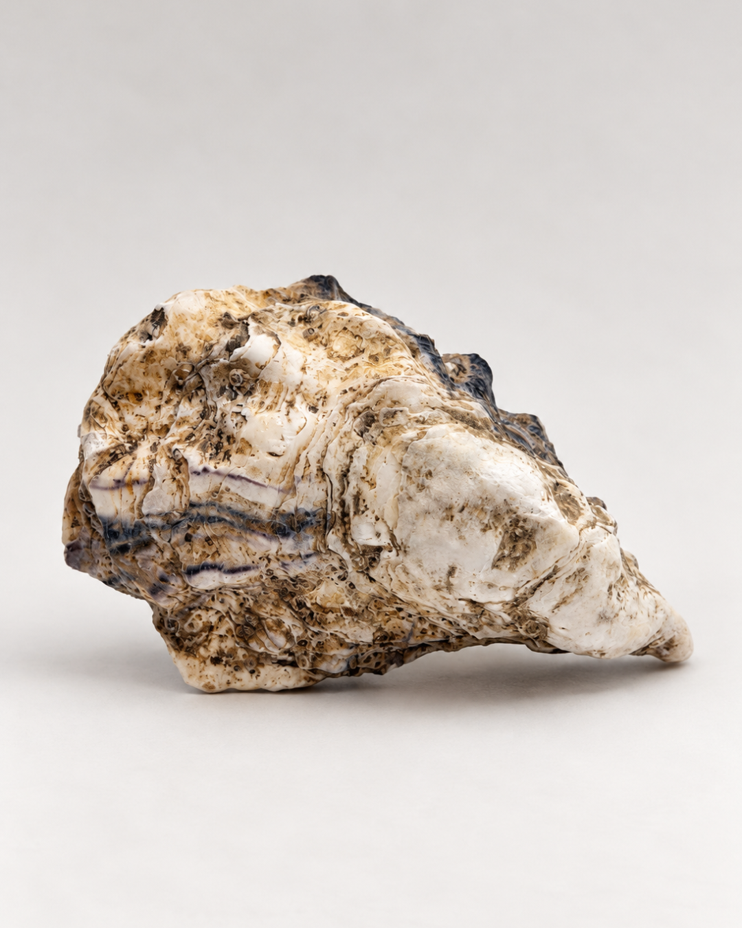 Pearlescent Oyster Shell